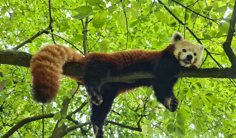 Aachener Tierpark Euregiozoo