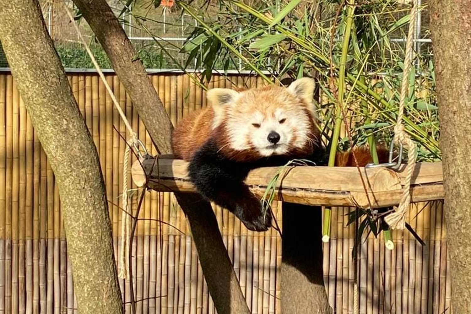 Aachener Tierpark Euregiozoo photo 1