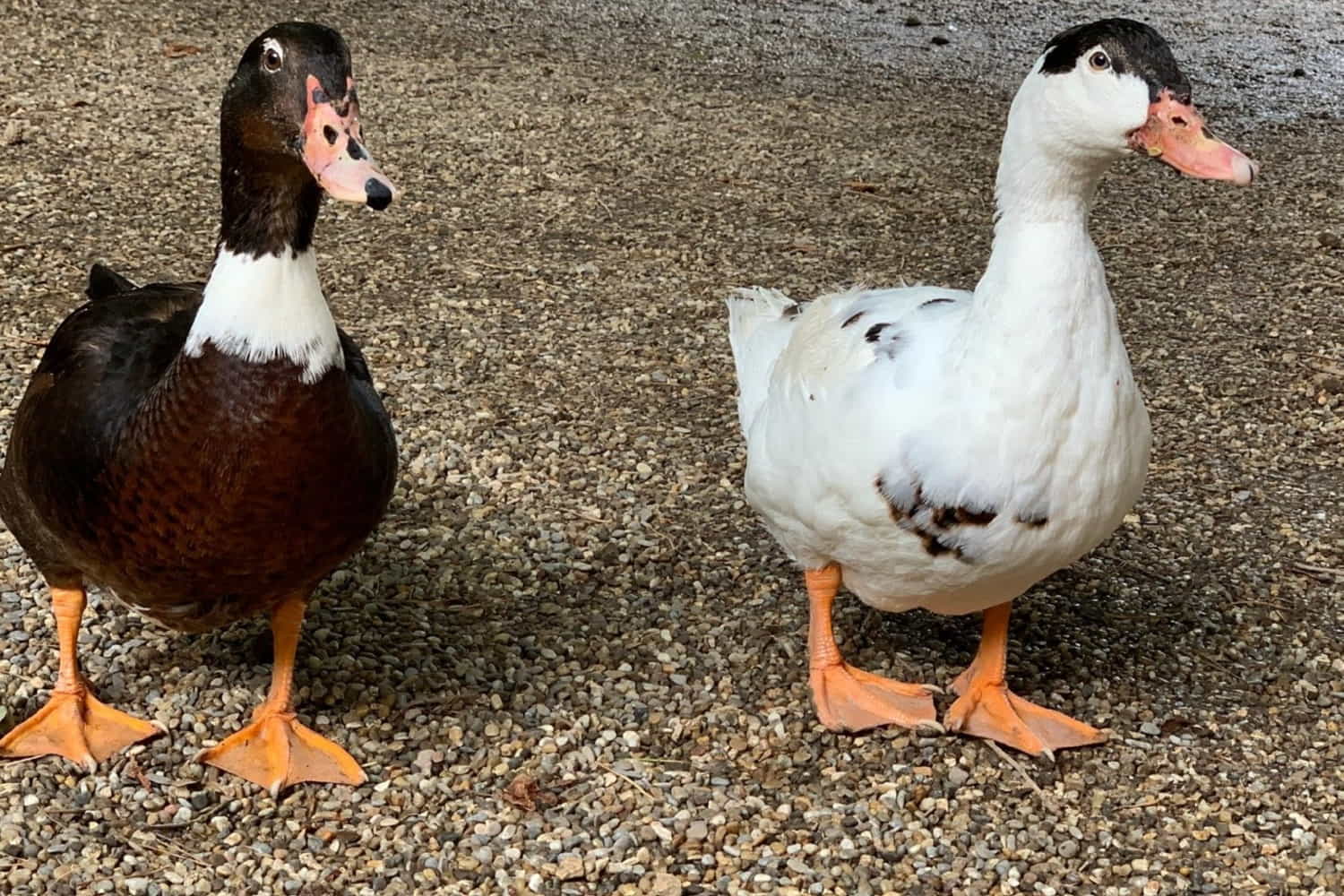 Abensberg Bird Park photo 1