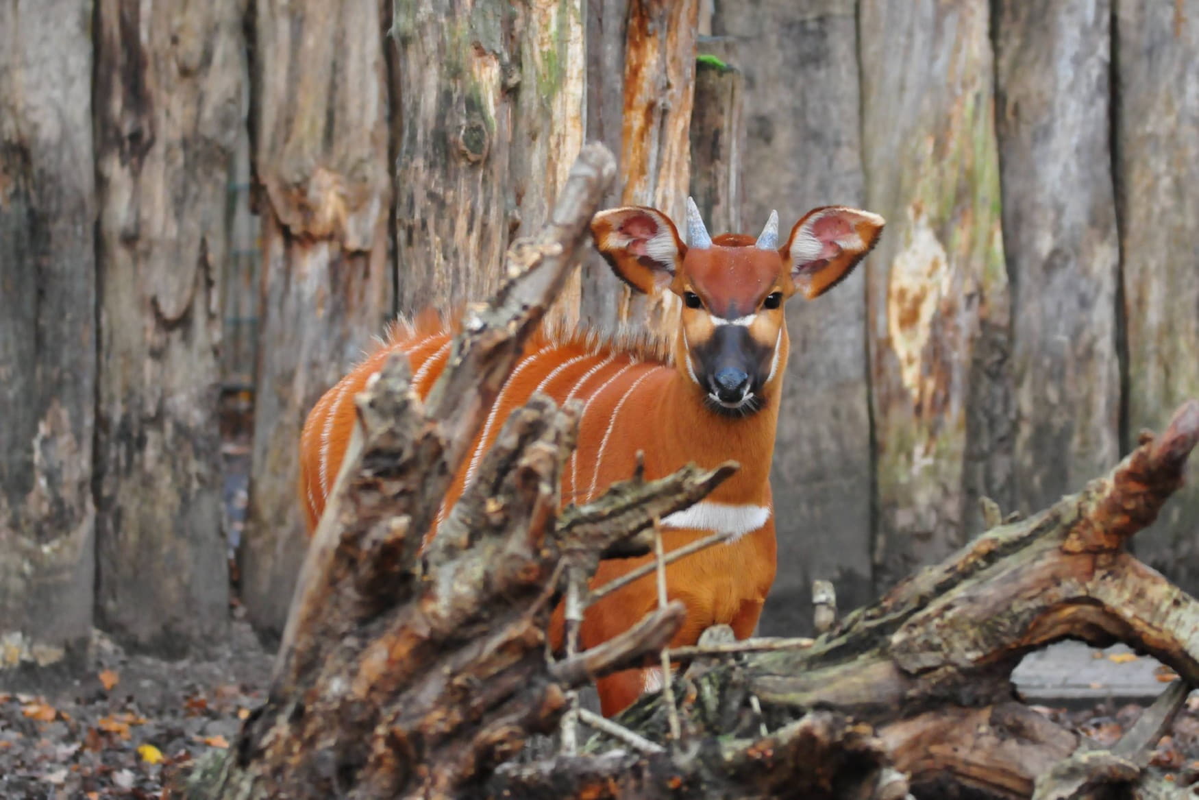 Allwetterzoo Munster photo 1