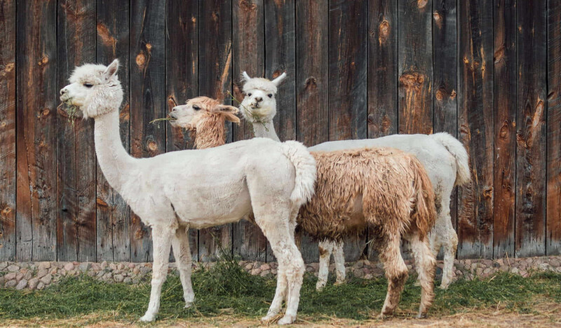 Almtal Alpakas