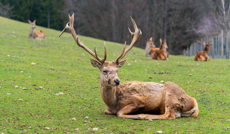 Alpen Wildpark Feld am See