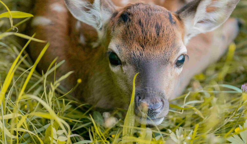 Alpenwildpark Pfander