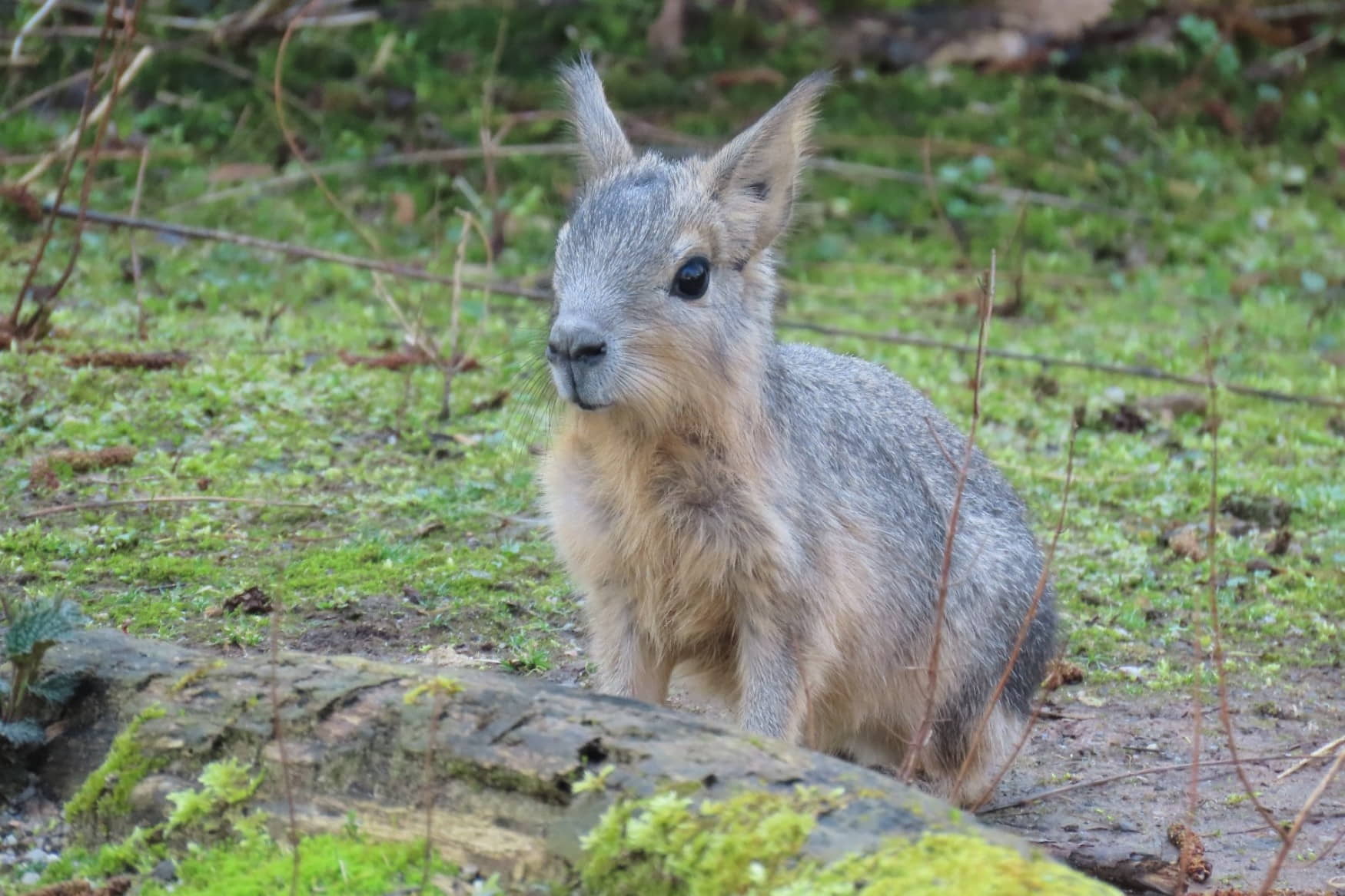 Höckendorfer Heide e.V. Zoo фото 1