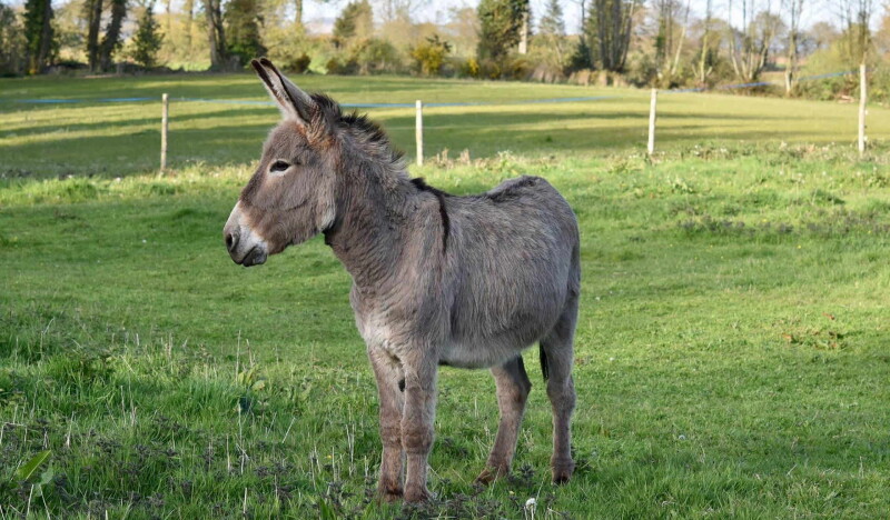 Animal farm Alt-Marzahn