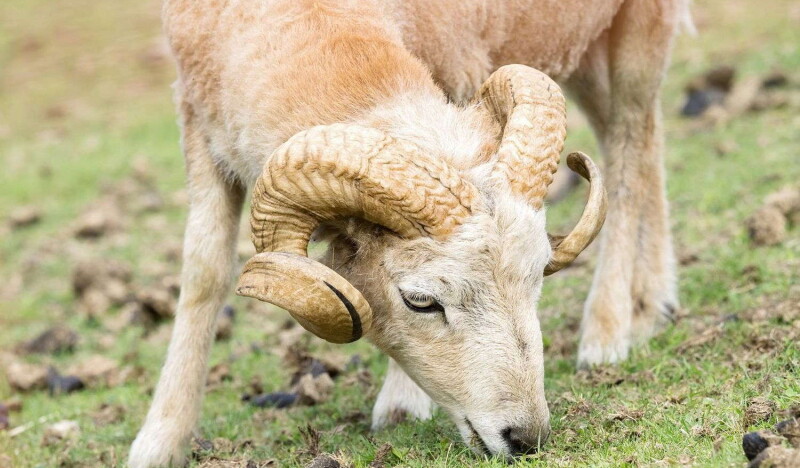 Assling Wildlife Park