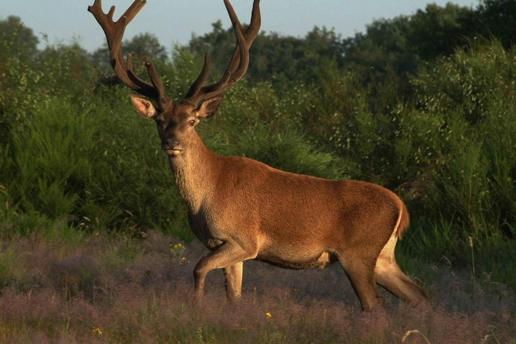 Barenhof Berghausen photo 1
