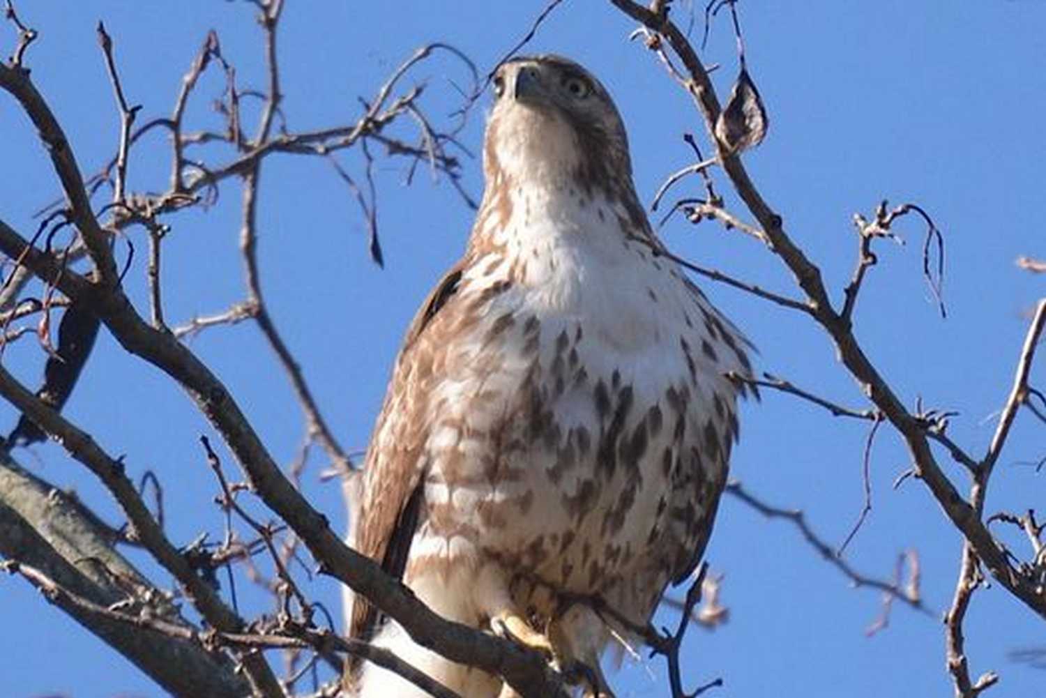 Beaver Lake Bird Sanctuary photo 1