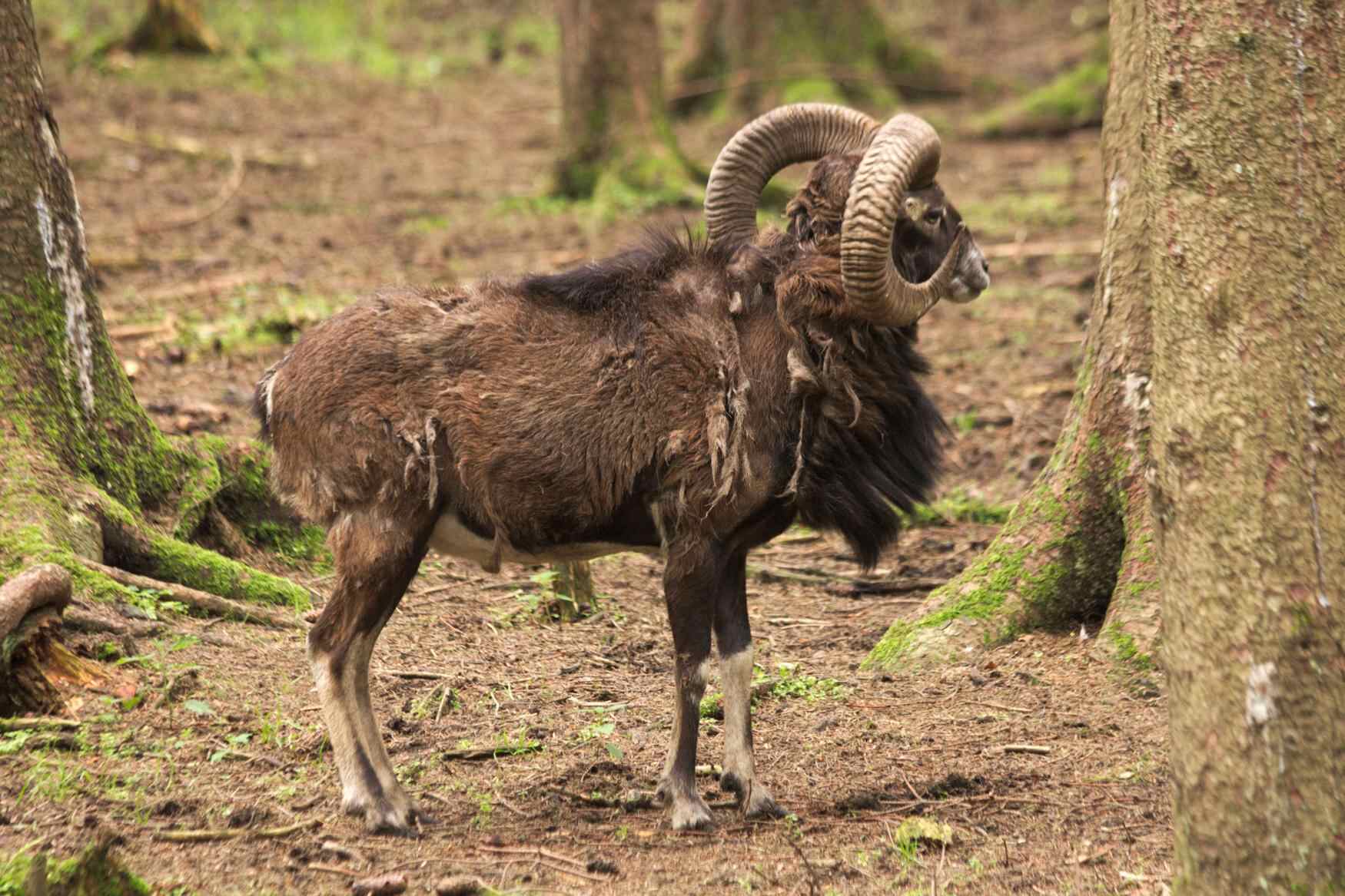 Wildpark Poing фото 1