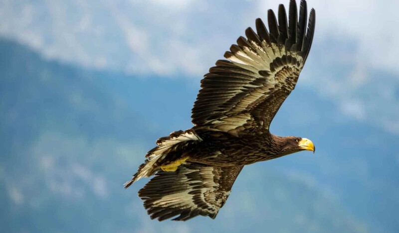 Birds of Prey Park Umhausen