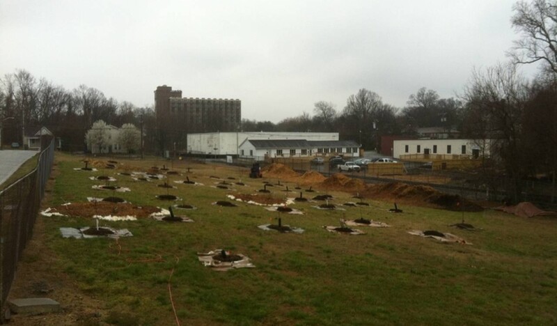 Black Diamond Backyard