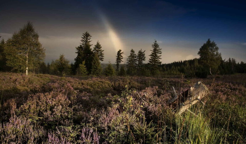 Black Forest National Park