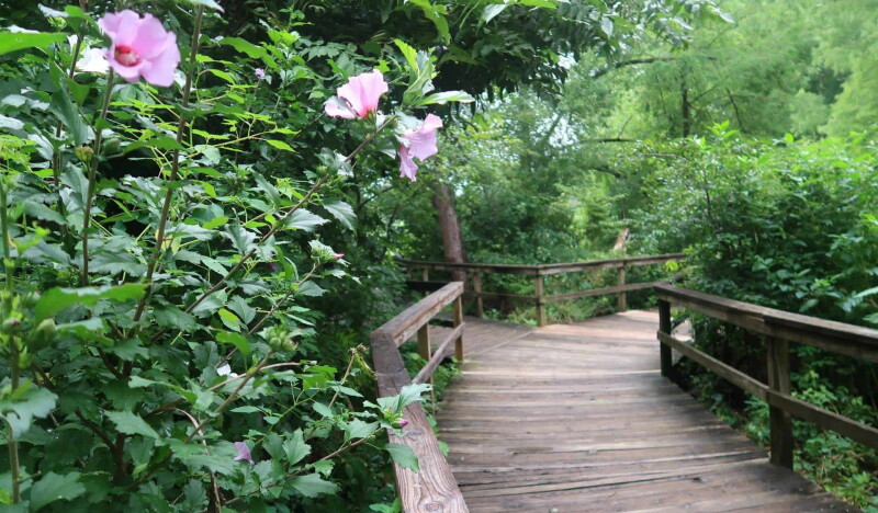 Bog Garden at Benjamin Park