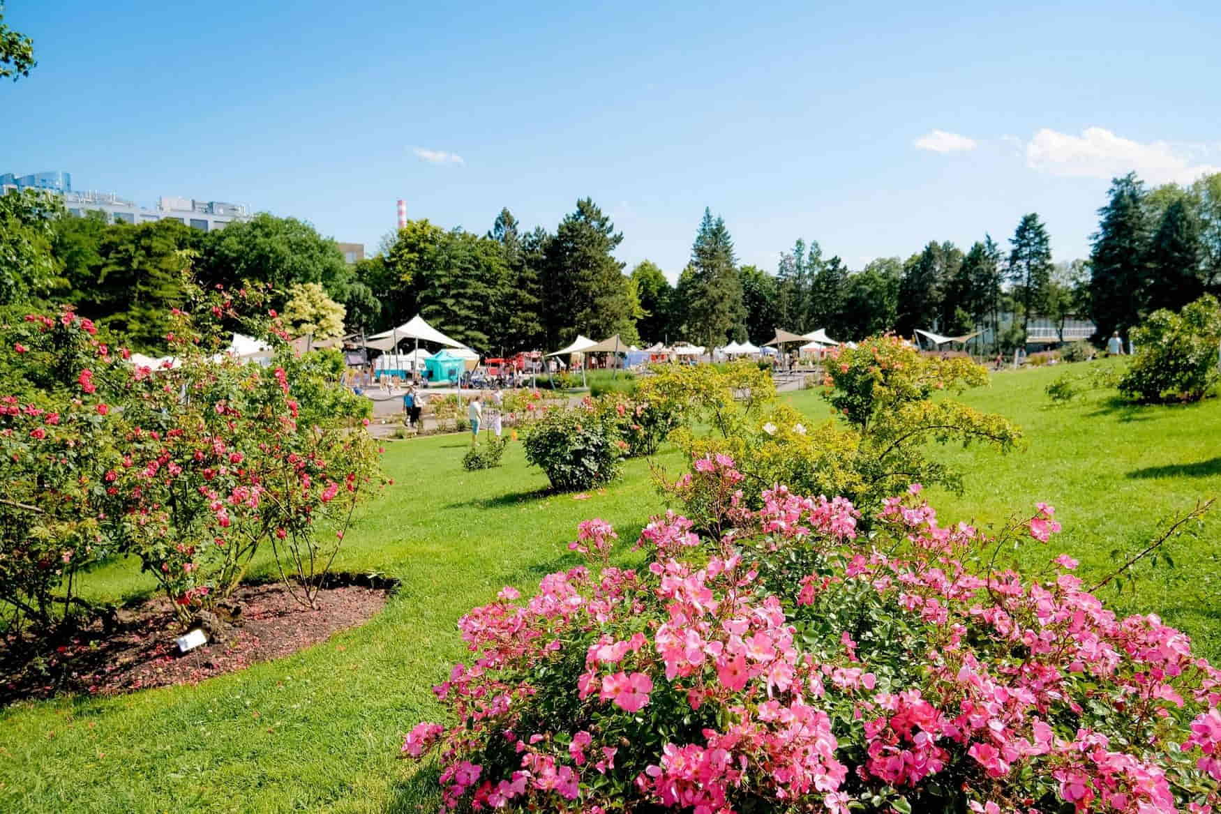 Botanical Garden - Rosarium photo 1