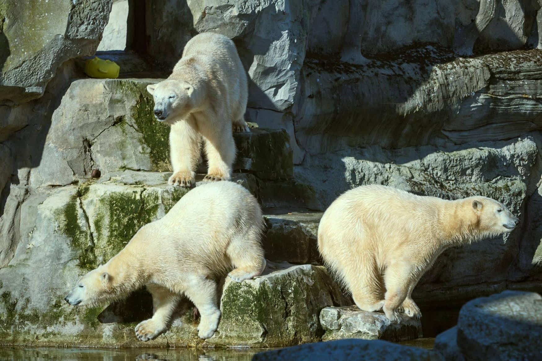 Bremerhaven Zoo photo 1