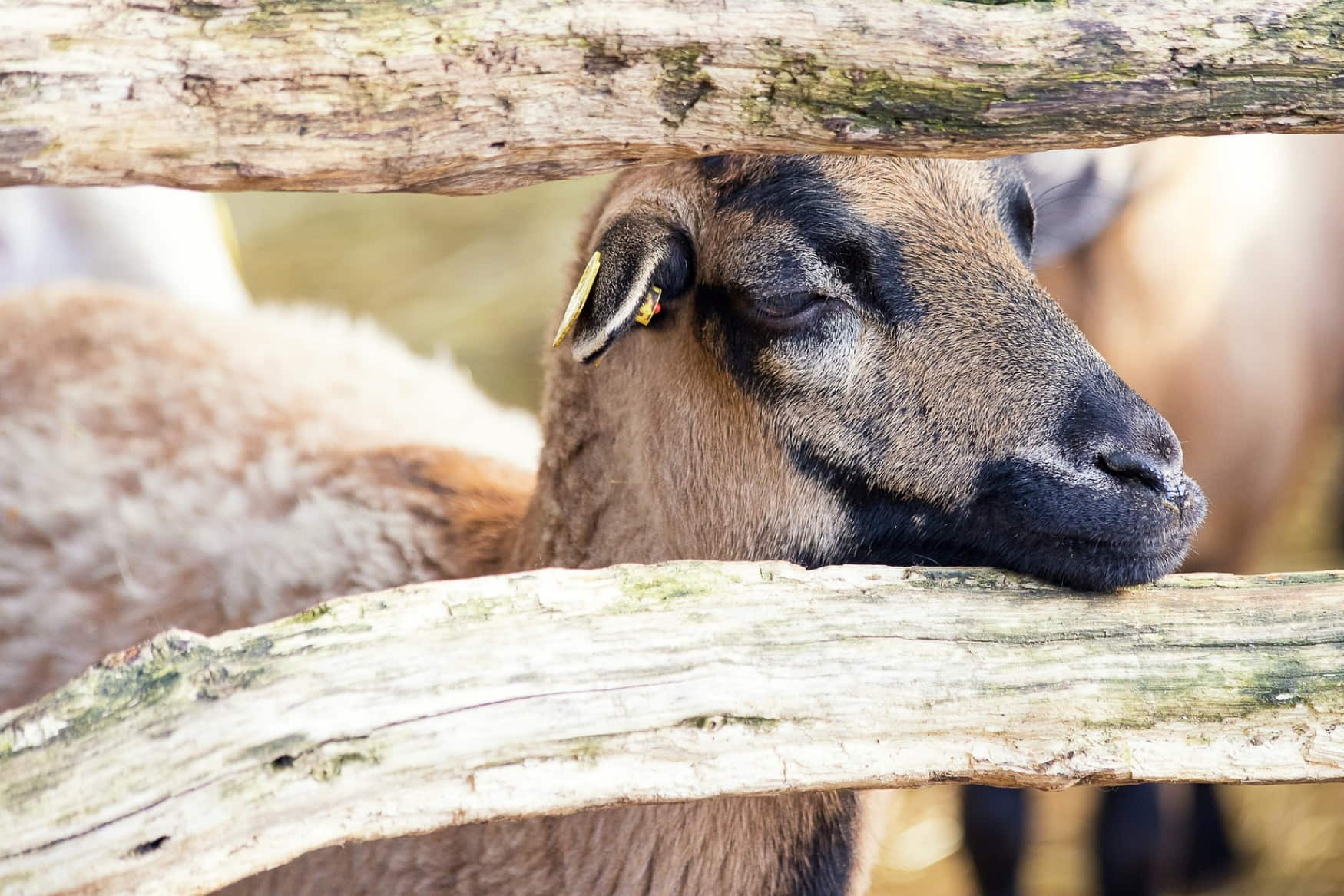 Brookhaven Mill Farm photo 1