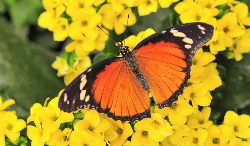 Butterfly Garden at Sayn Palace