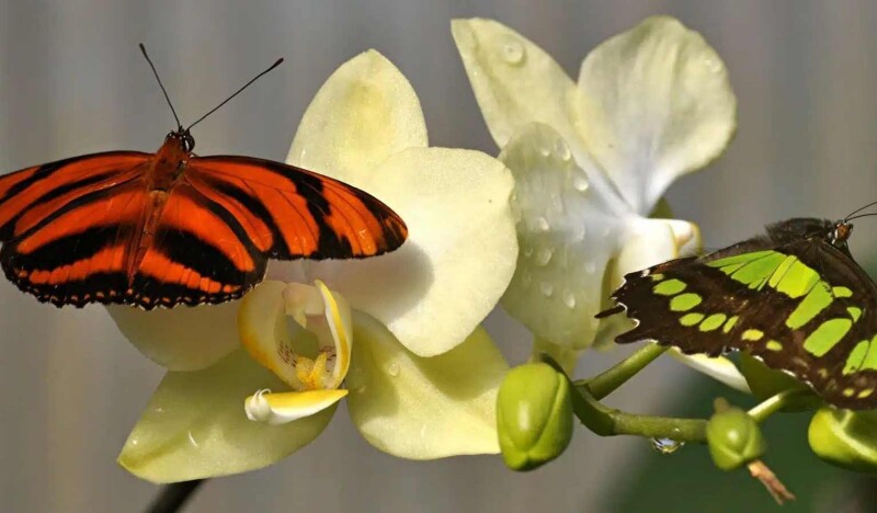 Butterfly House in Maximilianpark