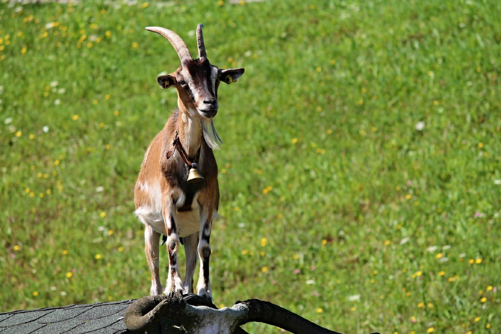 Charlottenburg goat farm photo 1