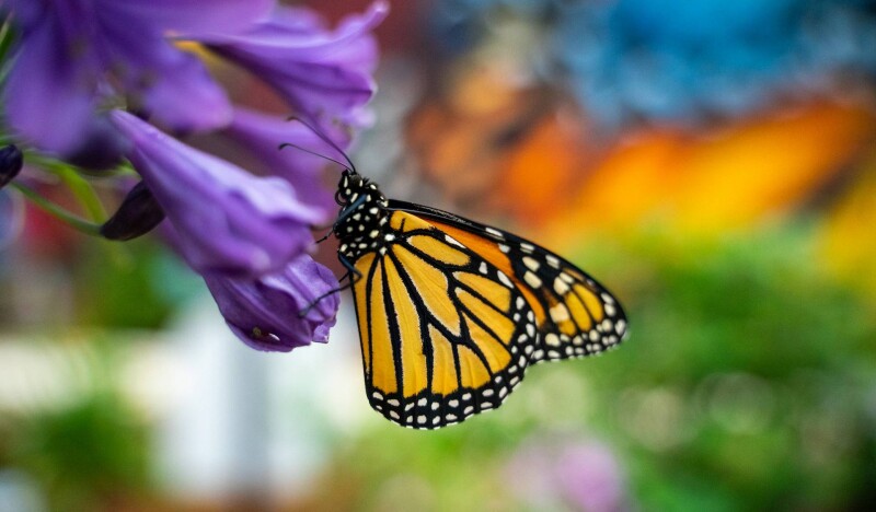 Cole Family Monarch Conservation Center & Butterfly House