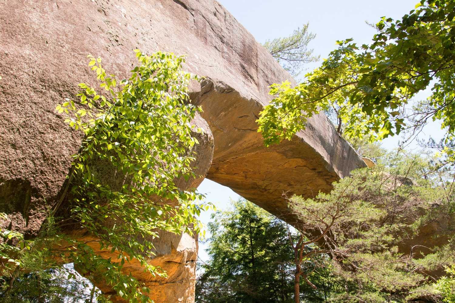 Cradle of Forestry photo 1