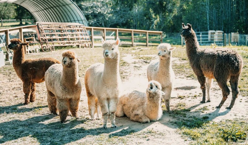 Crandall Bowles Childrens Farm