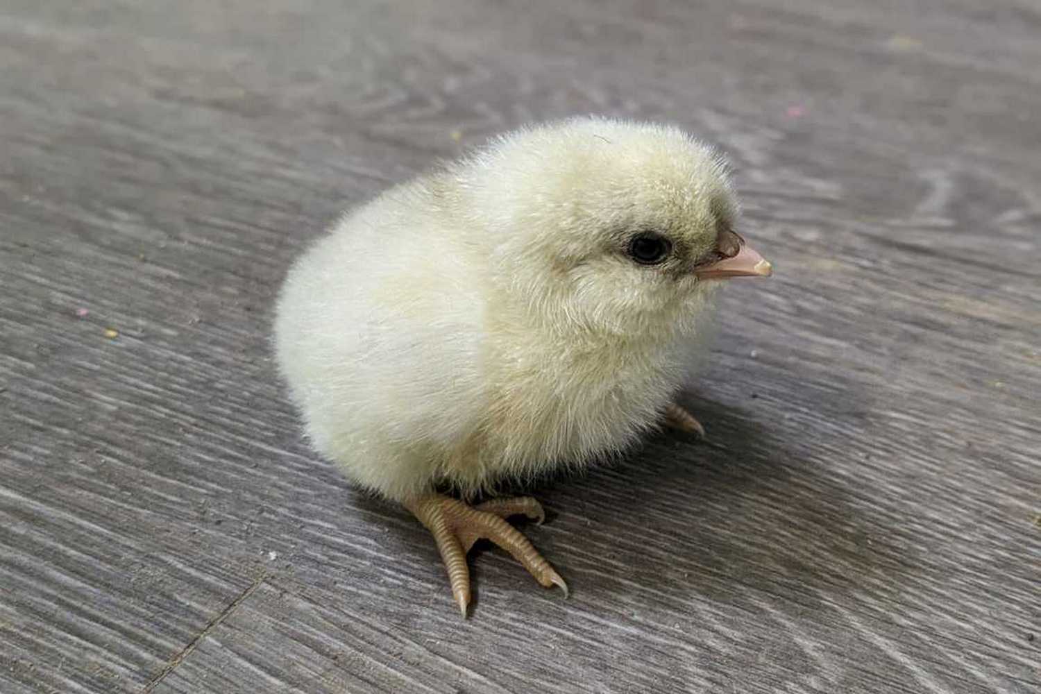 Hall Family Farm фото 1