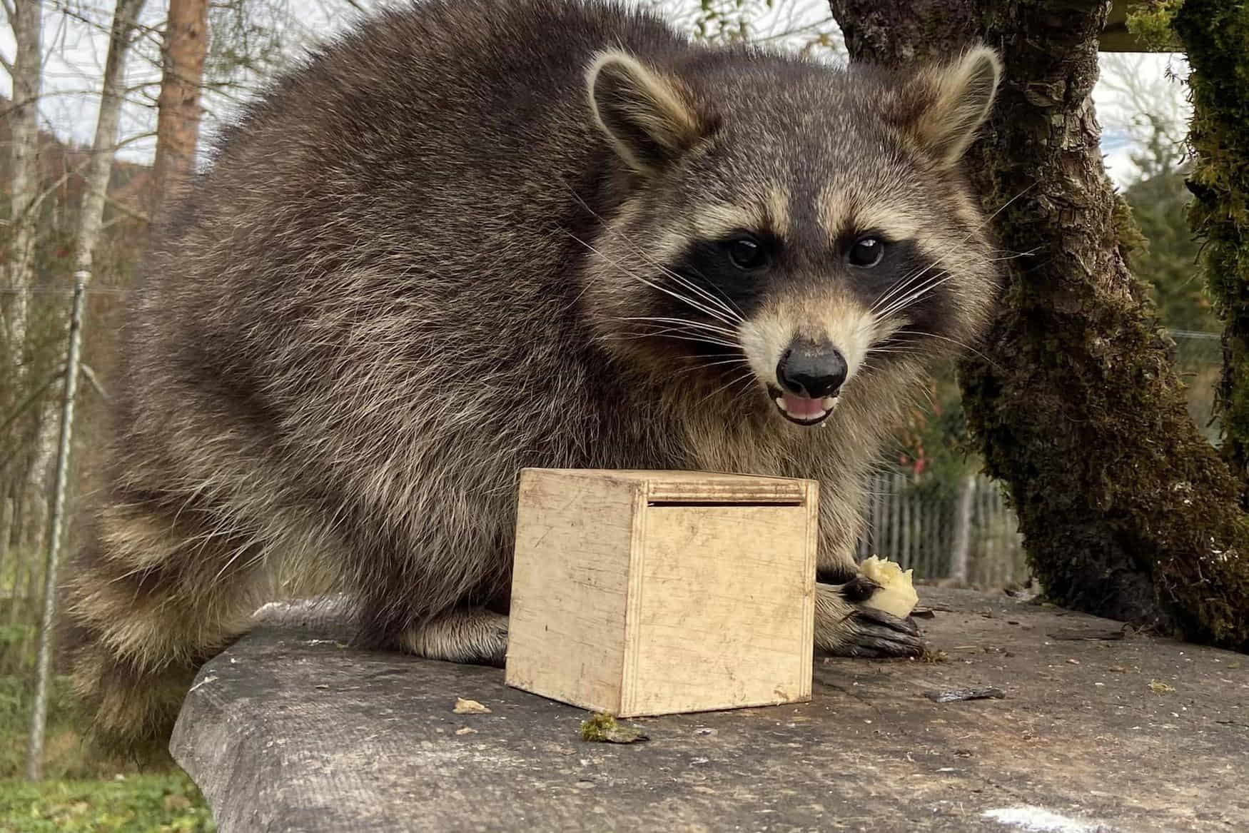 Wildpark Kleefeld фото 1