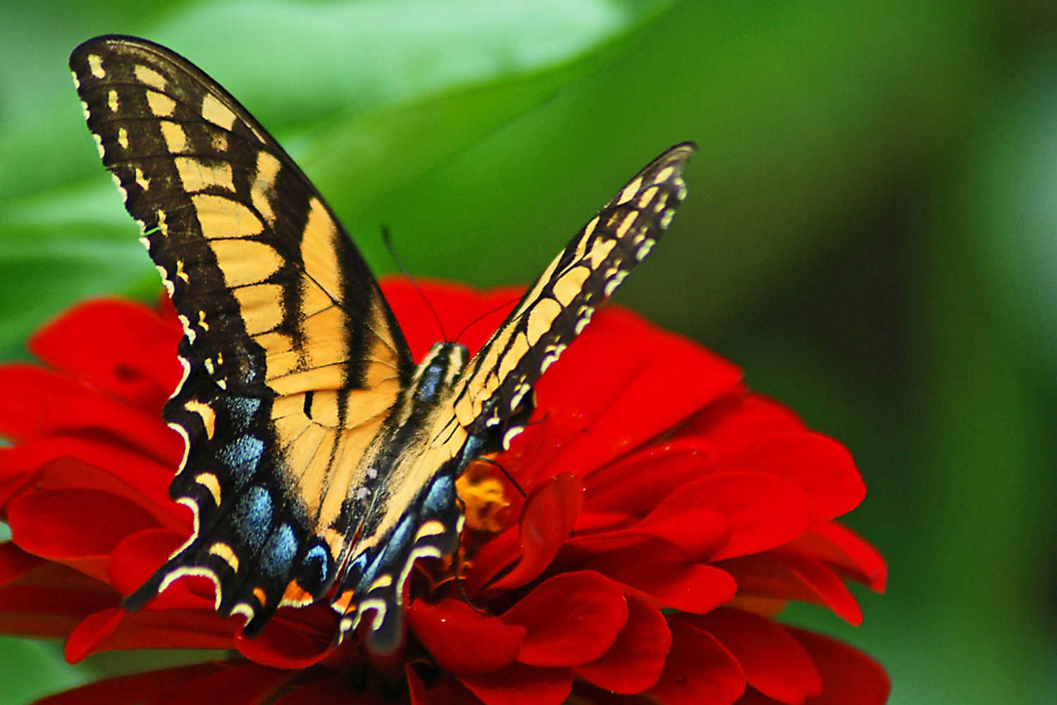 Daniel Stowe Botanical Garden photo 1