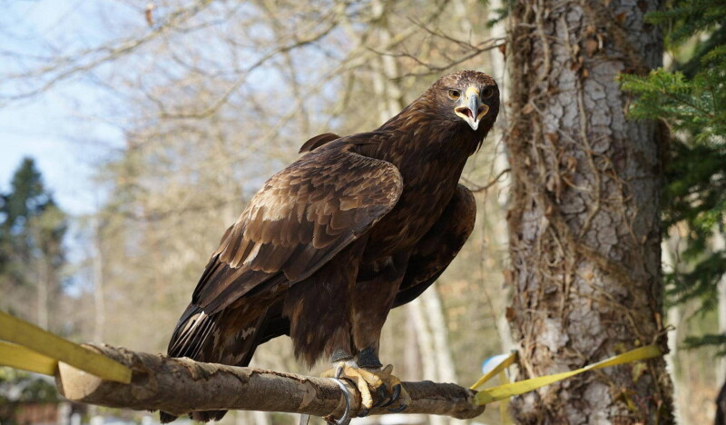 Der Falkenhof Paul Klima