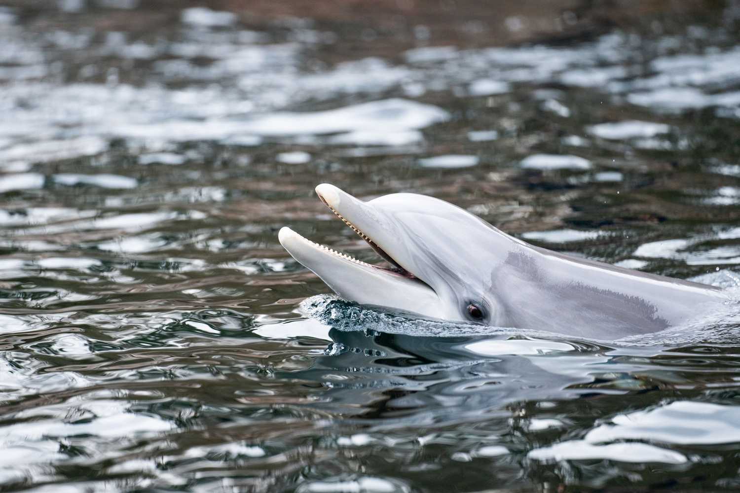 Dolphinarium in the zoo of Nuremberg photo 1