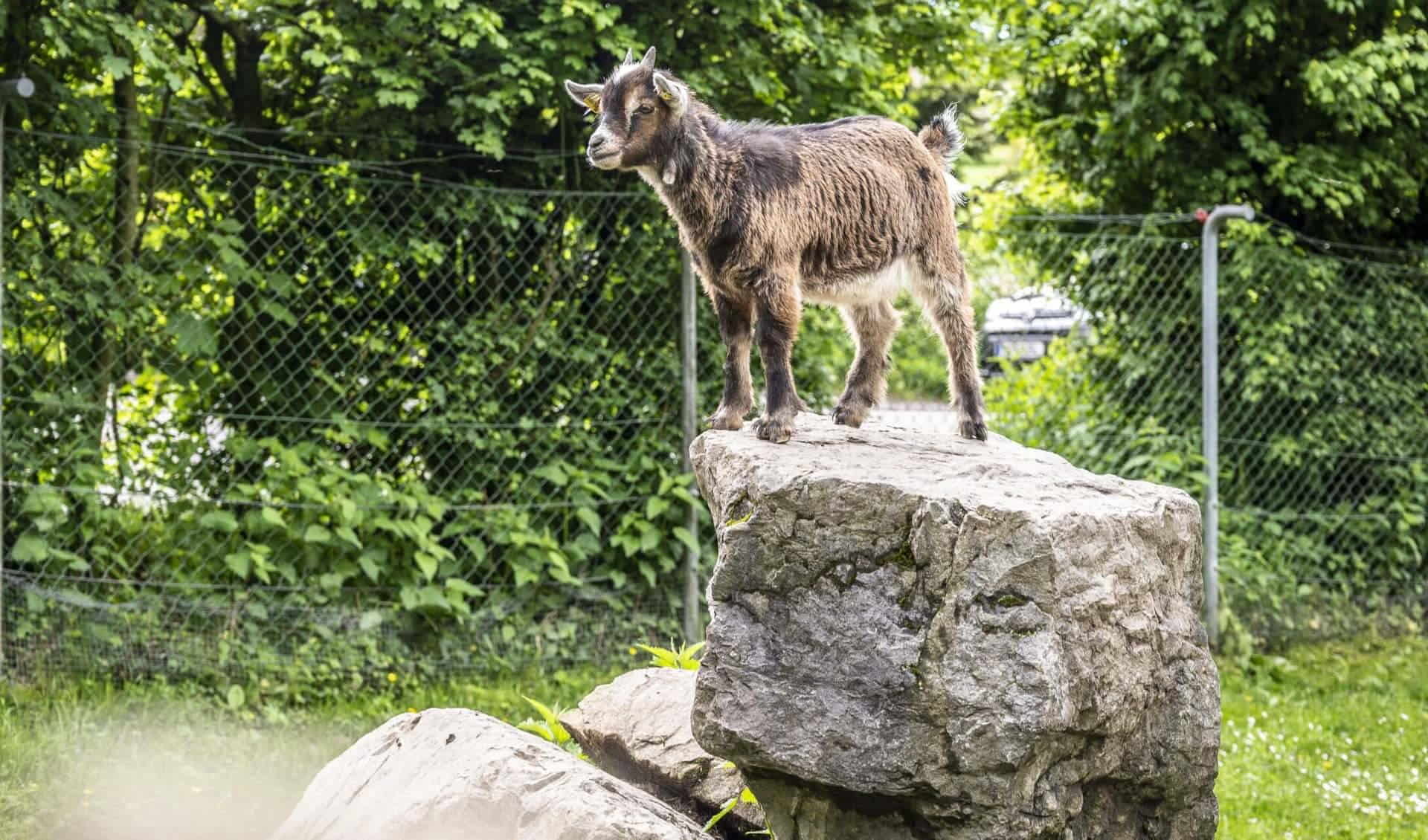 Doppelmayr Zoo