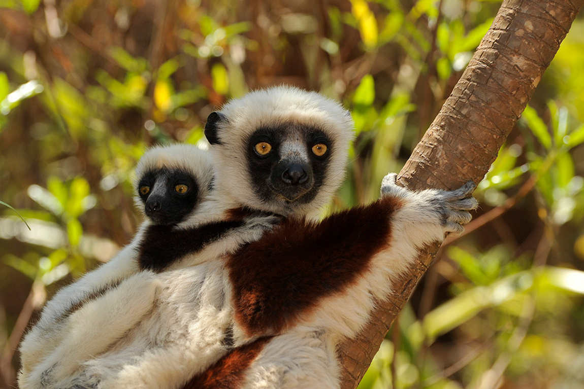 Zootastic Park photo 1