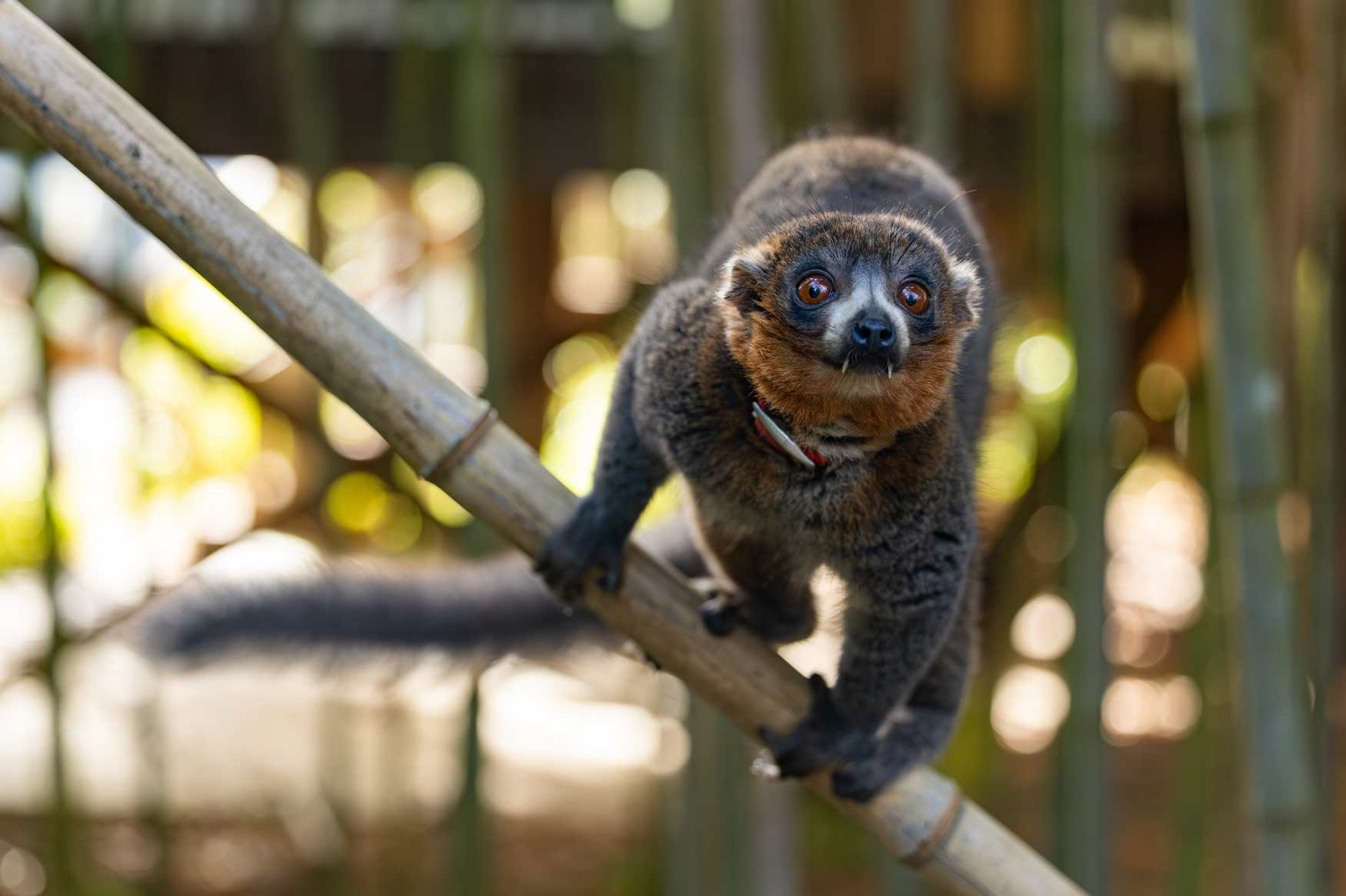 Duke Lemur Center