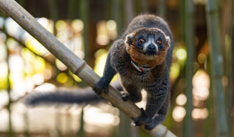 Duke Lemur Center