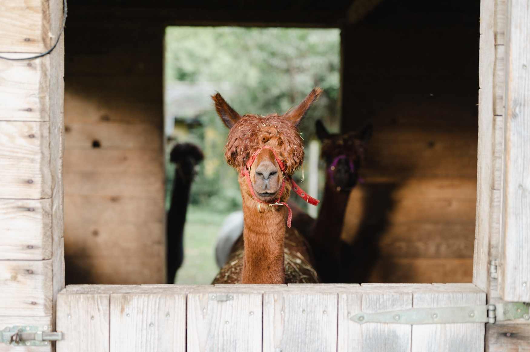 Wildpark Kleefeld фото 1