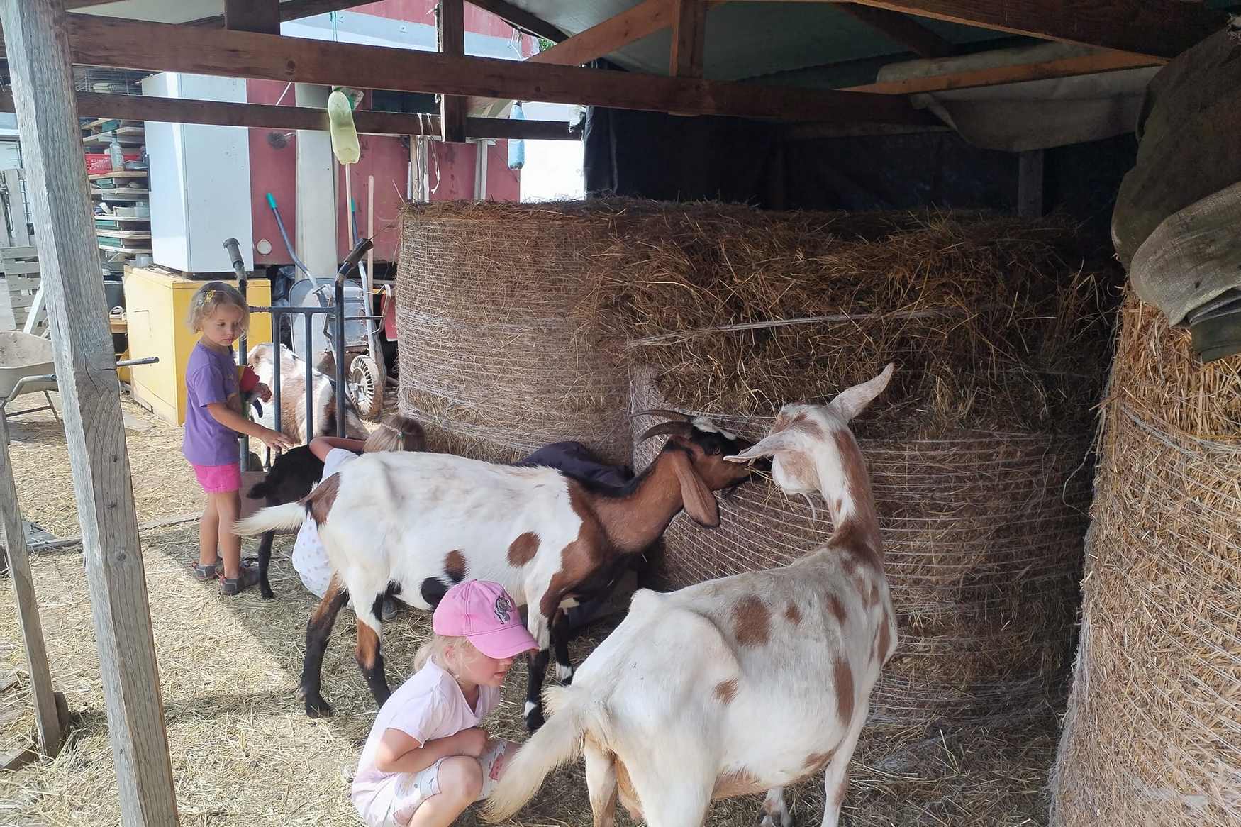 Farma U Tri koniku photo 1