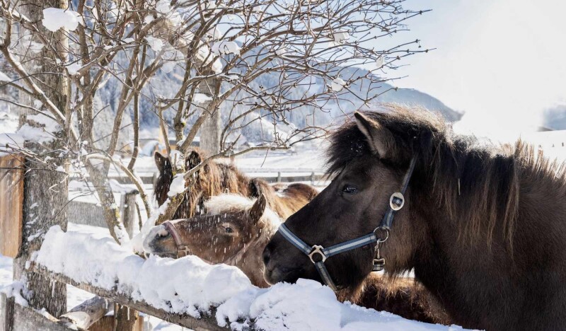 Feriendorf Holzlebn Farm