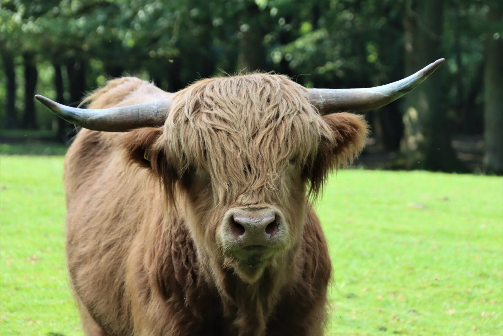 Forest and Wildpark Rolandseck photo 1