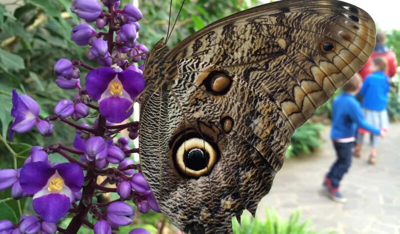 Friedrichsruh Butterfly Garden
