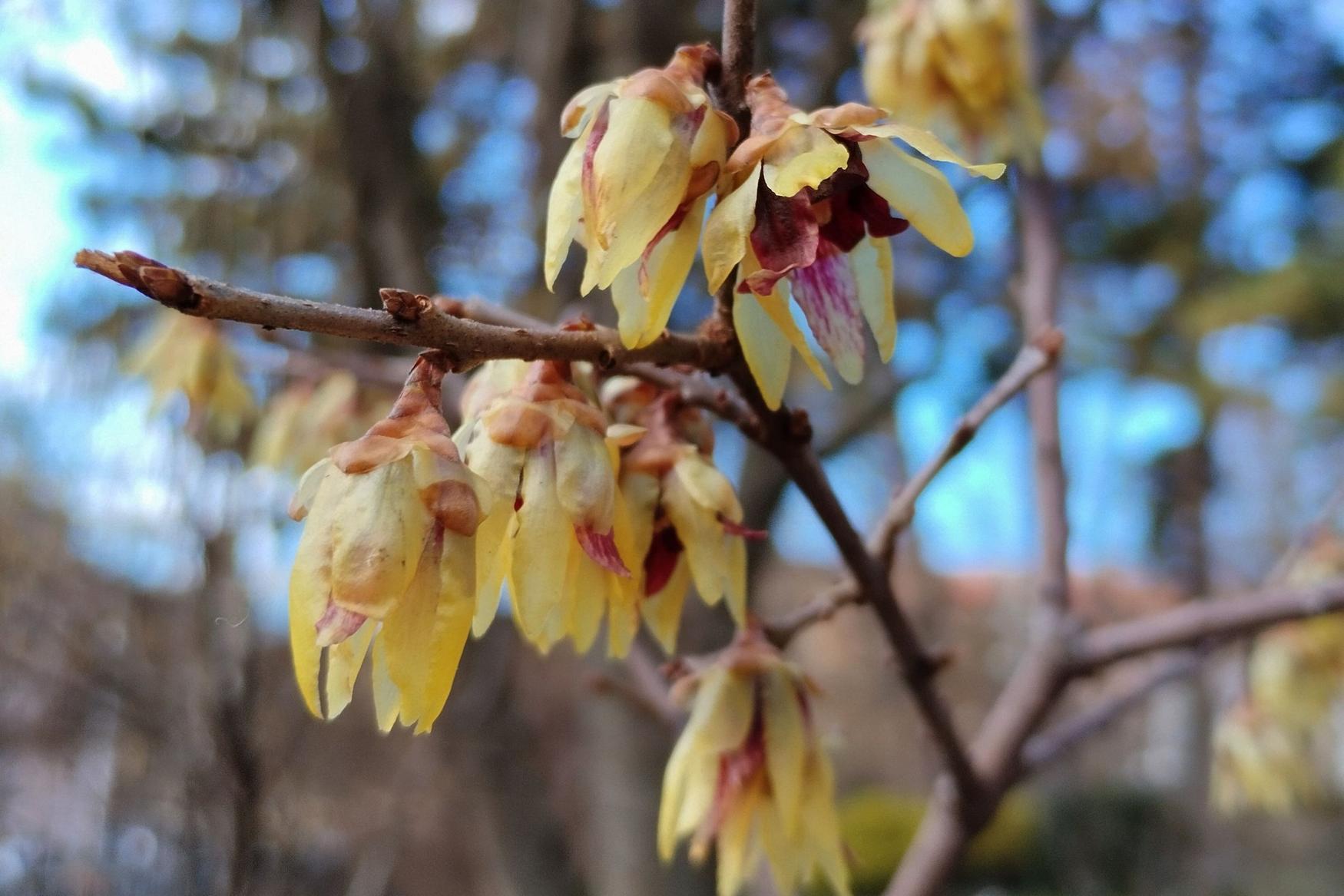 Botanical Garden of the Faculty of Science - Masaryk University photo 1