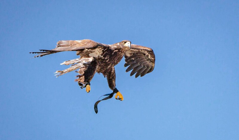 Greifvogelwarte Riegersburg