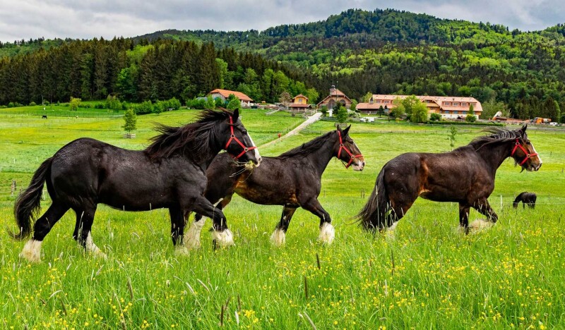 Gut Aiderbichl Henndorf Farm