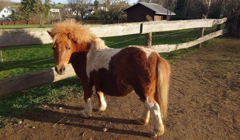 Höckendorfer Heide e.V. Zoo
