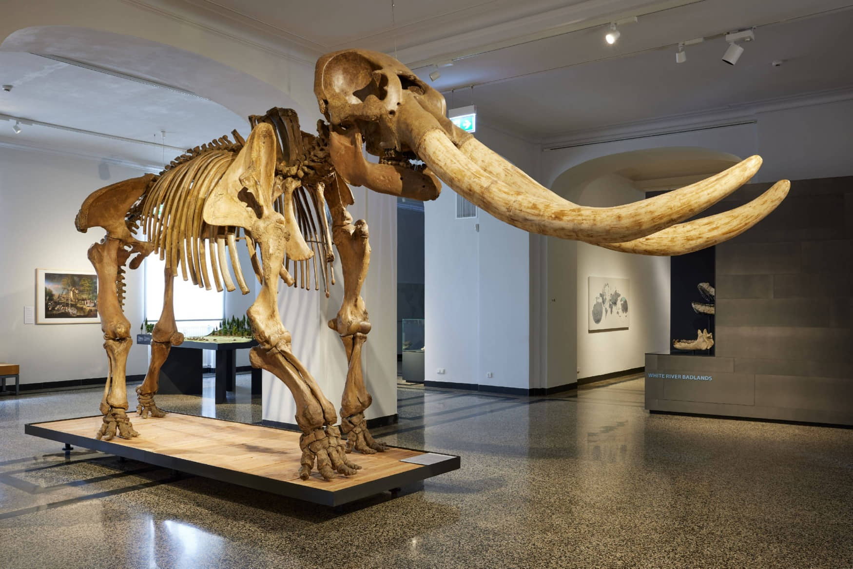 Hessian State Museum photo 1