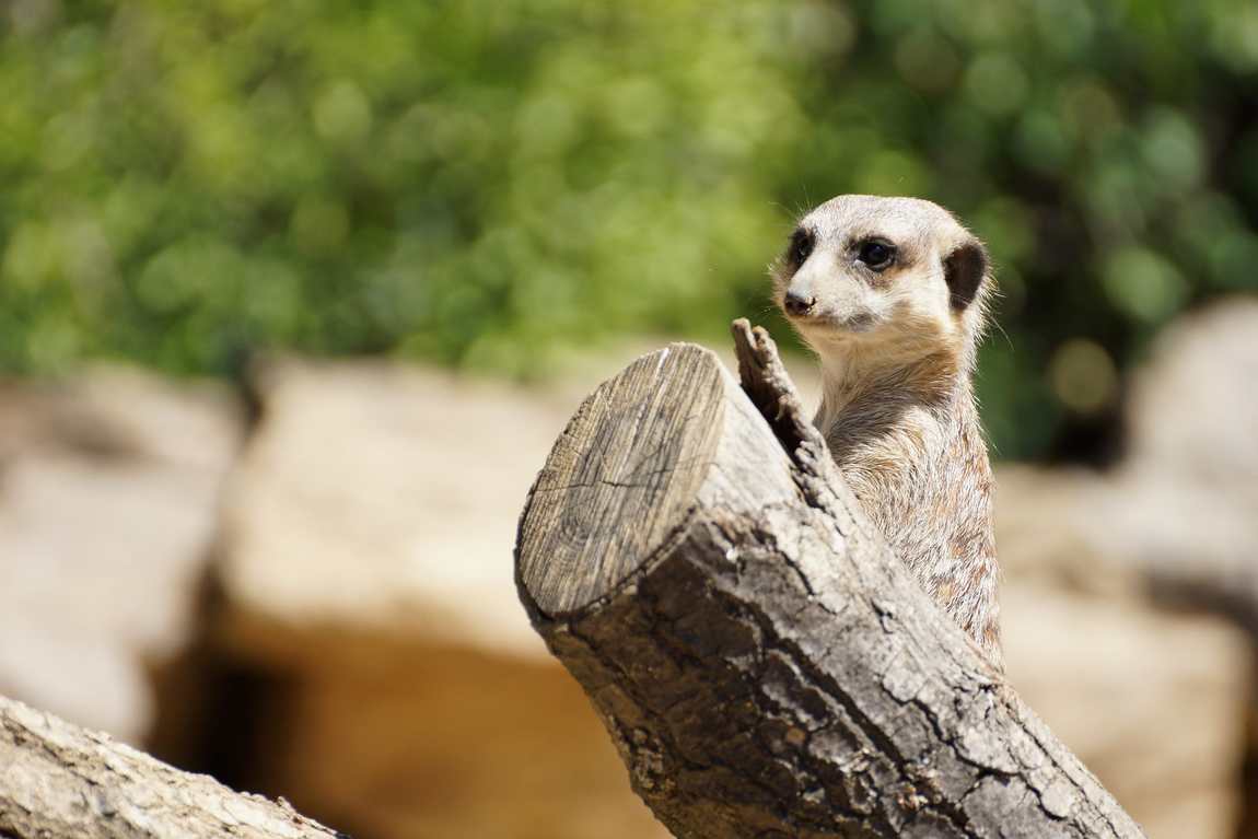 зоопарк frankfurt zoo фото 1