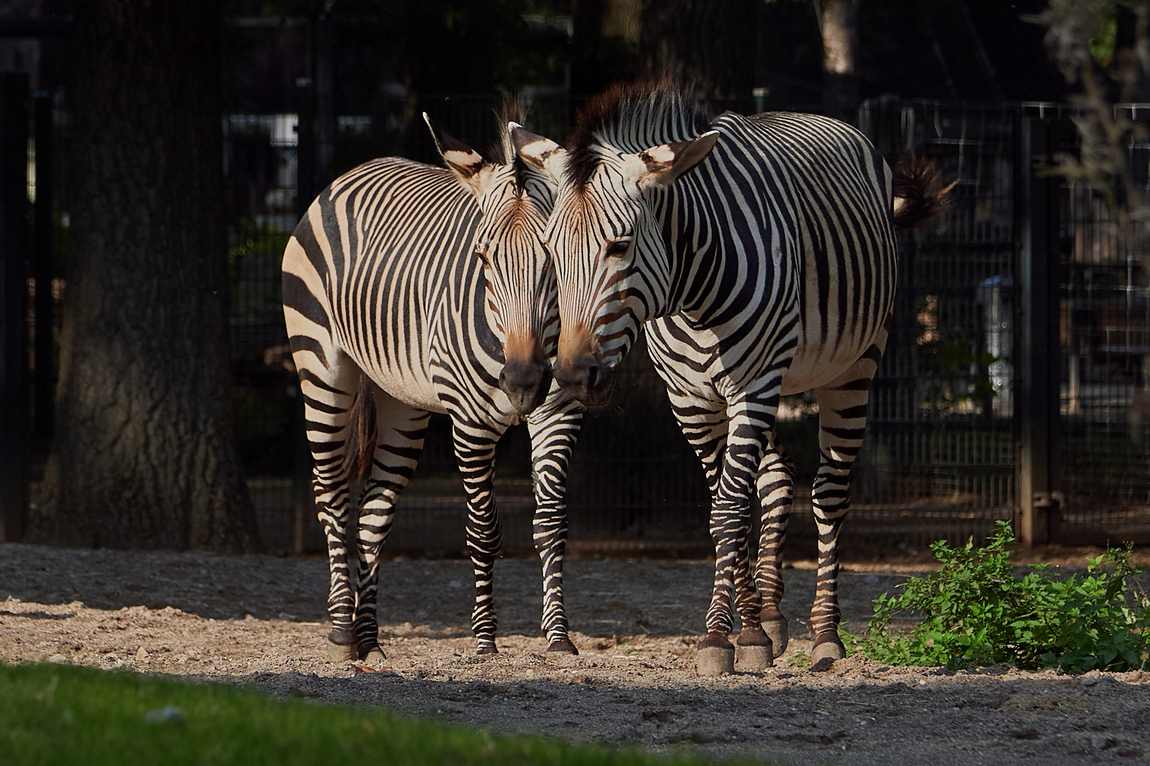 зоопарк krefeld zoo фото 4