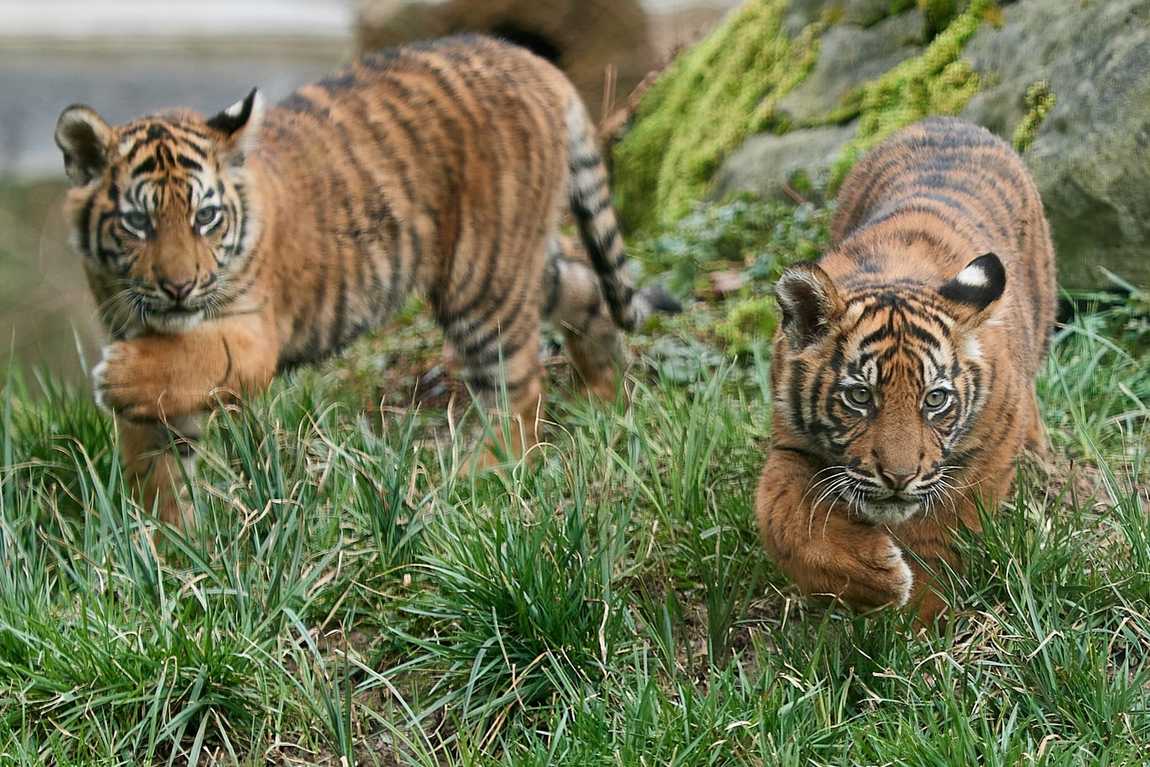 зоопарк krefeld zoo фото 1