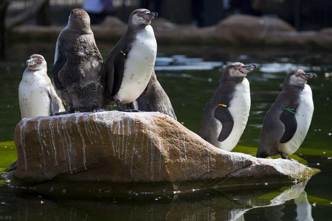 зоопарк krefeld zoo фото 3