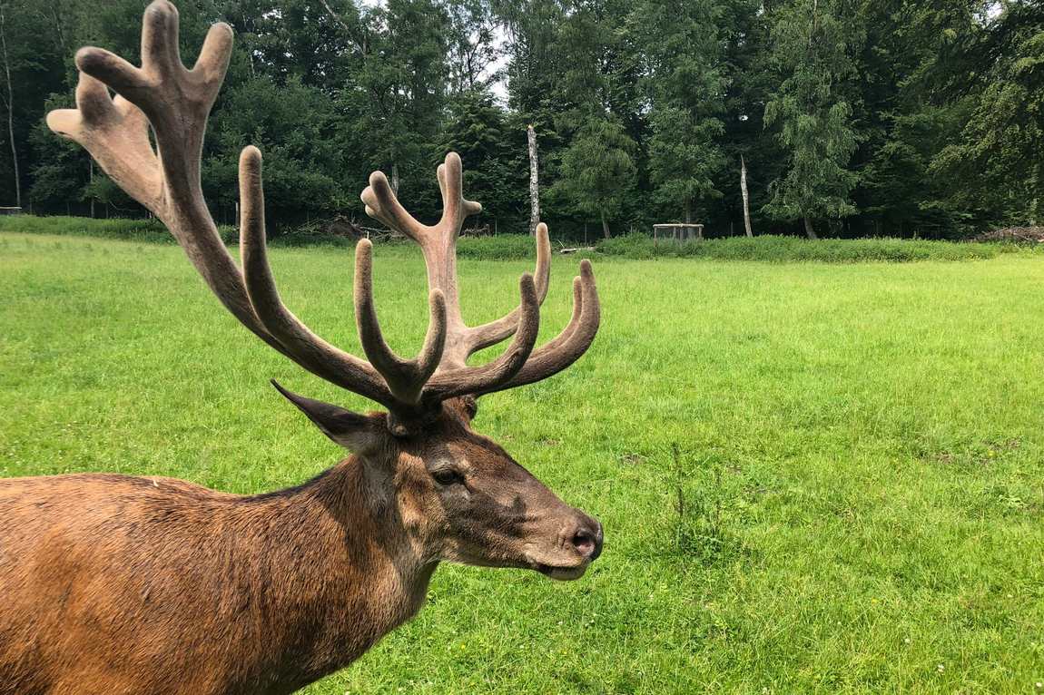 парк дикой природы grafenberger wildpark фото 2